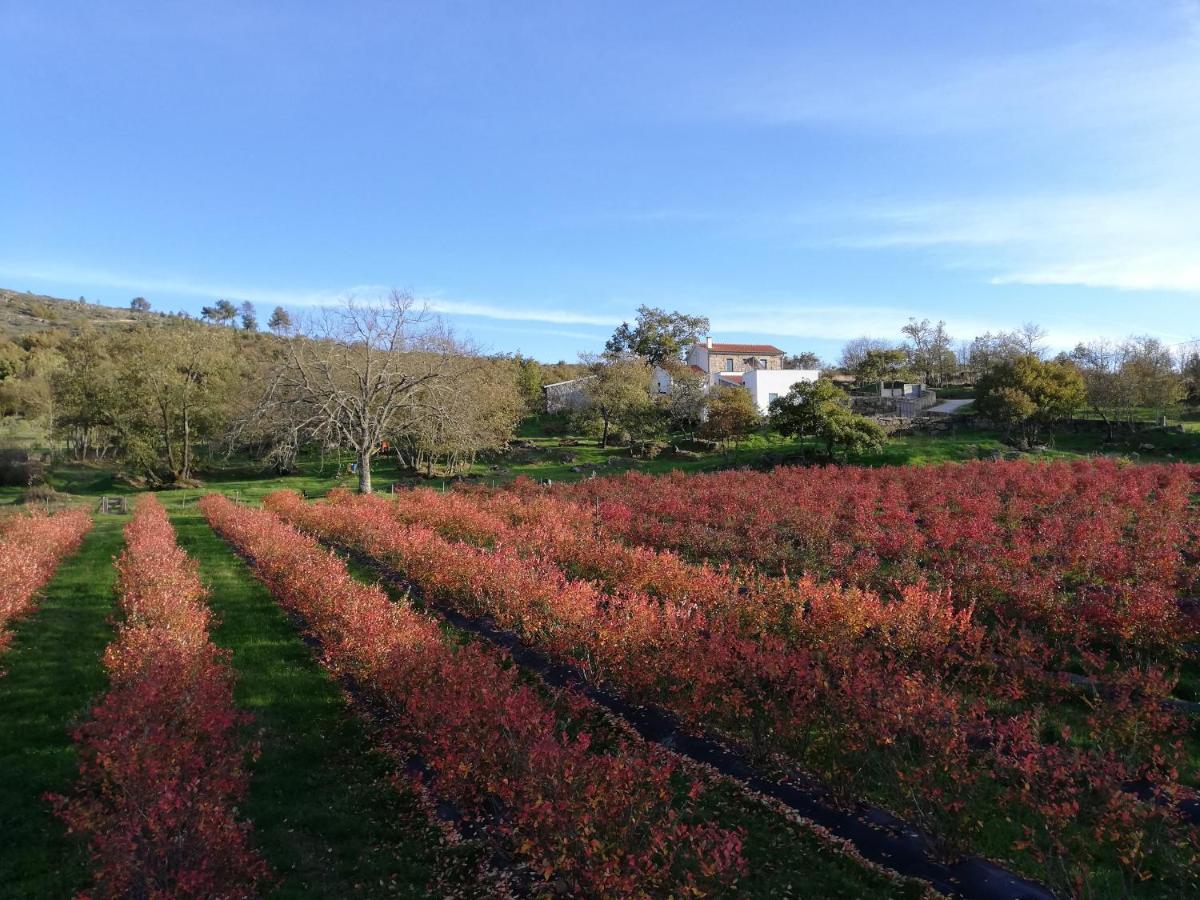 Quinta Dos Carvalhais - Serra Da Estrela Fornos de Algodres Kültér fotó