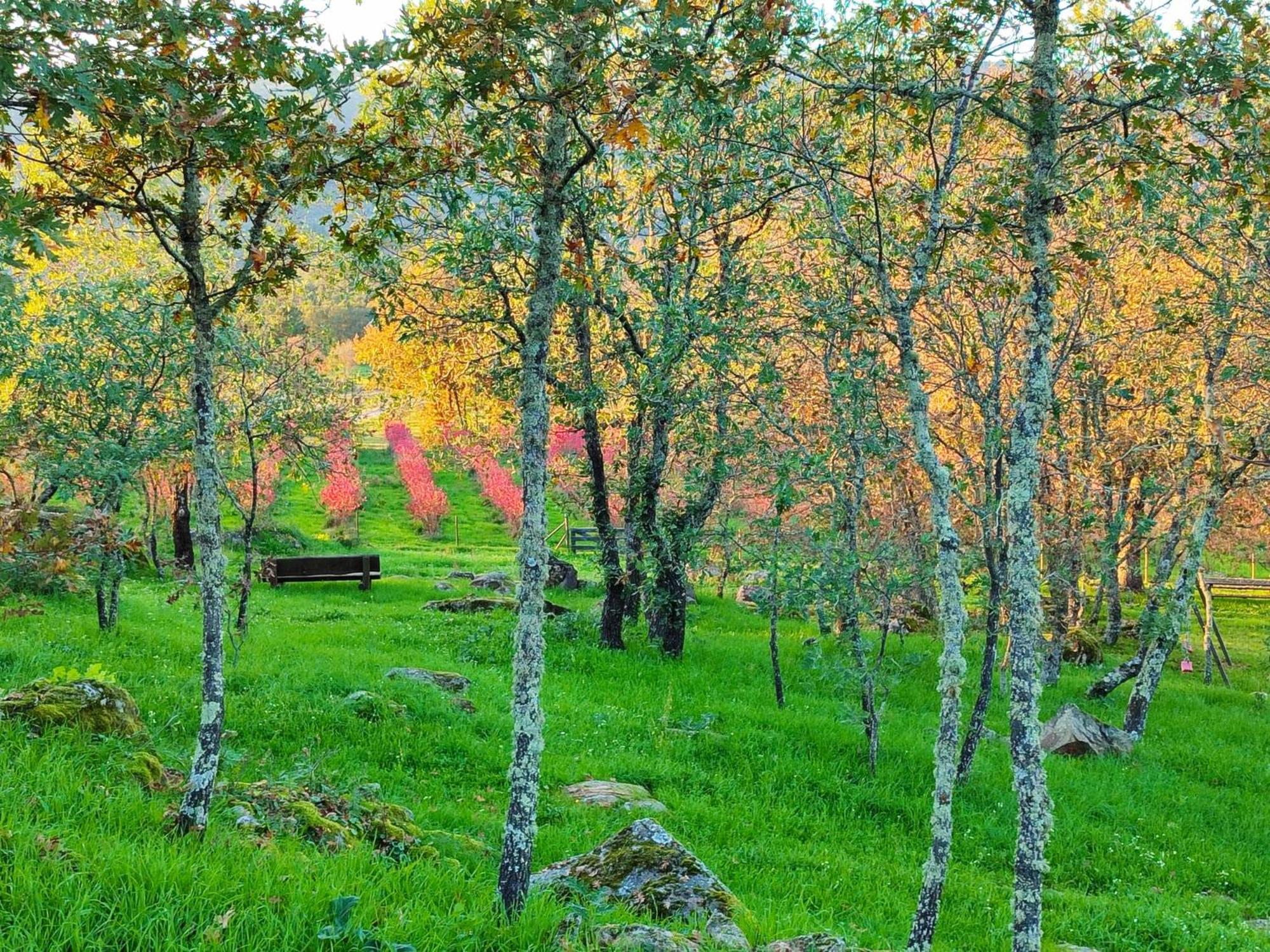 Quinta Dos Carvalhais - Serra Da Estrela Fornos de Algodres Kültér fotó